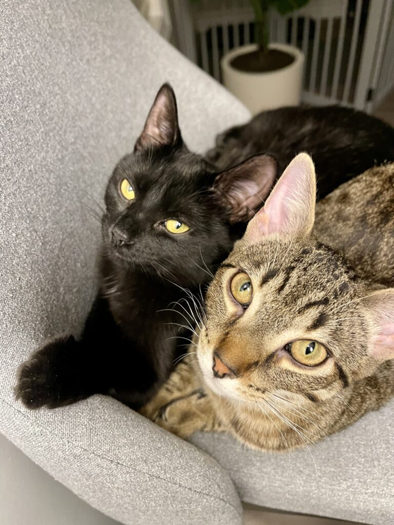 Our two kittens we adopted in 2023